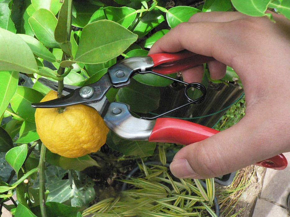 Ars Corporation Fruit Picking Shears 310 (Boxed)