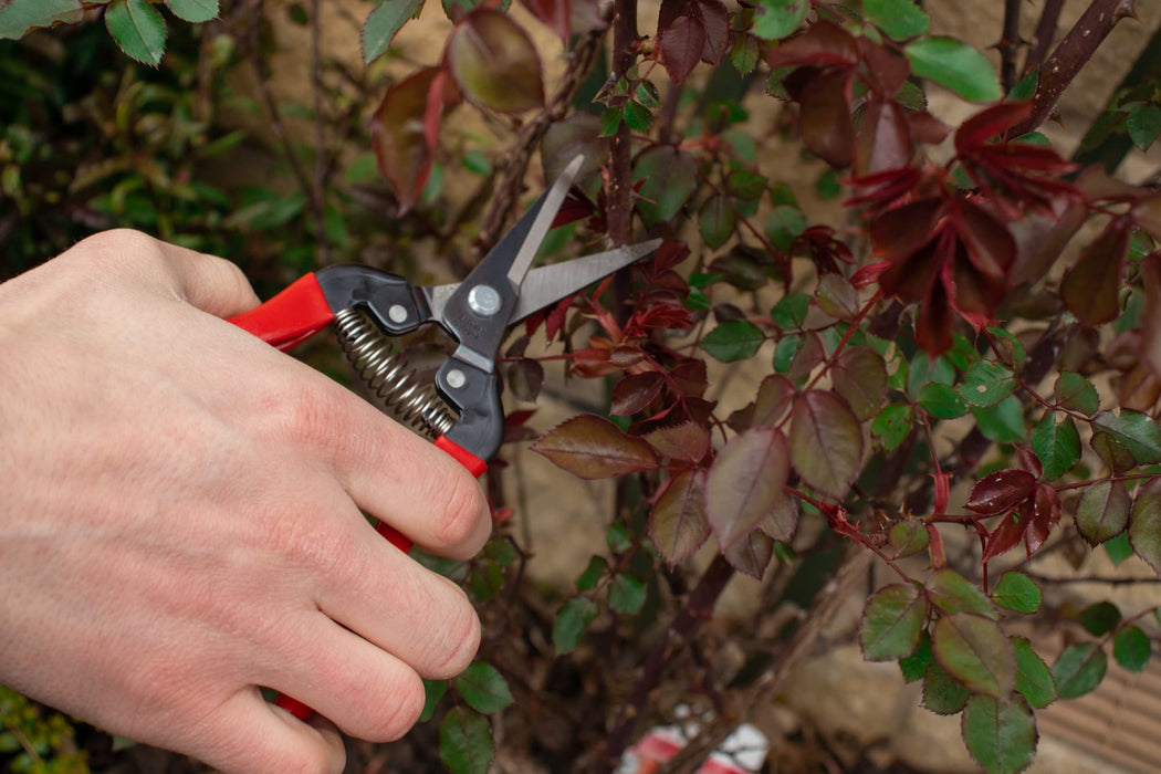 Ars Corp Fruit Thinning Shears L 300L (Boxed)